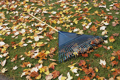 Уборка листвы с газона с помощью веерных граблей